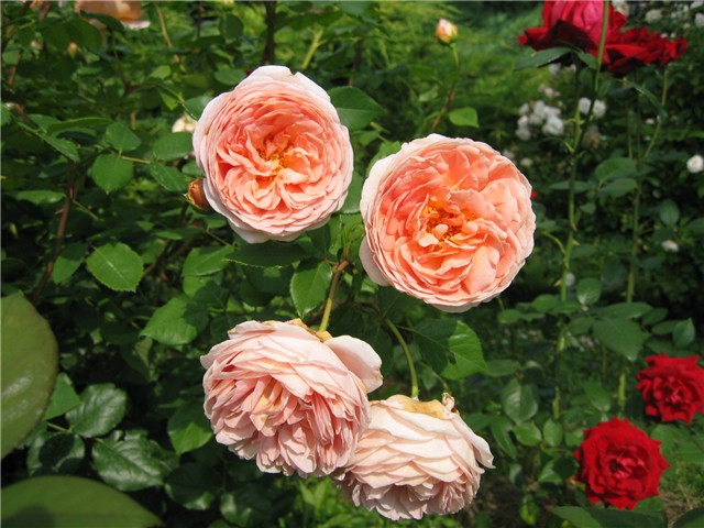 Abraham Darby